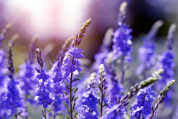 開花スピードウェル ヴェロニカ テウクリウム の閉鎖 草原の青い花 — ストック写真