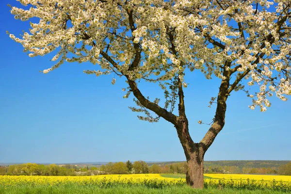 Цветущая Вишня Рапсовым Полем Весна Сельский Пейзаж Ясным Голубым Небом — стоковое фото