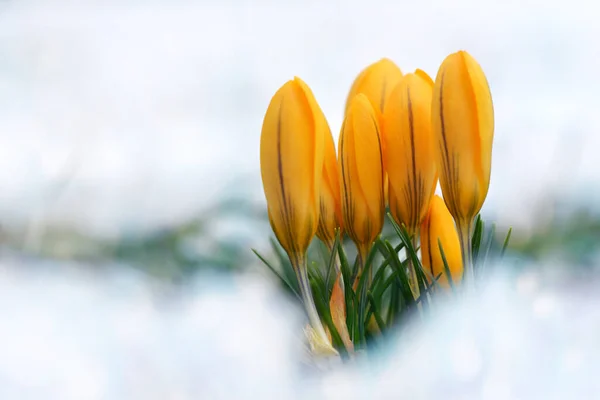 Yellow crocus in snow, spring flower.