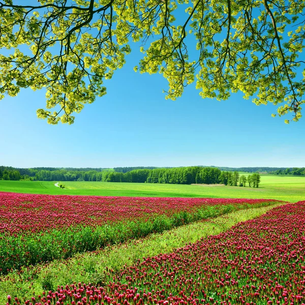 晴れた日に花の真紅のクローバー Trifolium Carbonatum のフィールド 春の風景 — ストック写真