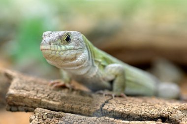 Fas gözlü kertenkele Timon Tangitanus. Lacertidae familyasından bir kertenkele. Türleri kuzeybatı Afrika 'ya özgüdür..