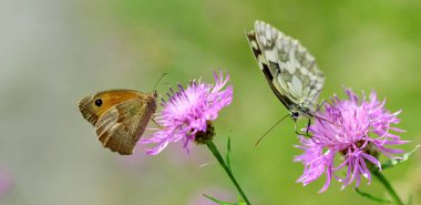Küçük Heath (Coenonympha pamphilus) ve Marled White Kelebeği (Melanargia galaksisi) mor bir knapweed çiçeğinin üzerinde otururlar..