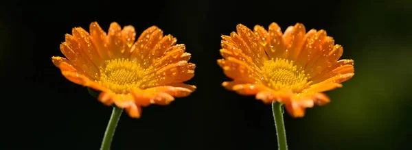 Pot Marigold Calendula Officinalis Kroplami Rosy Rozmytym Ciemnym Tle Kwiat — Zdjęcie stockowe