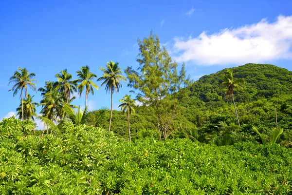 Paysage Tropical Avec Cocotiers Près Plage Petite Anse Sur Île — Photo
