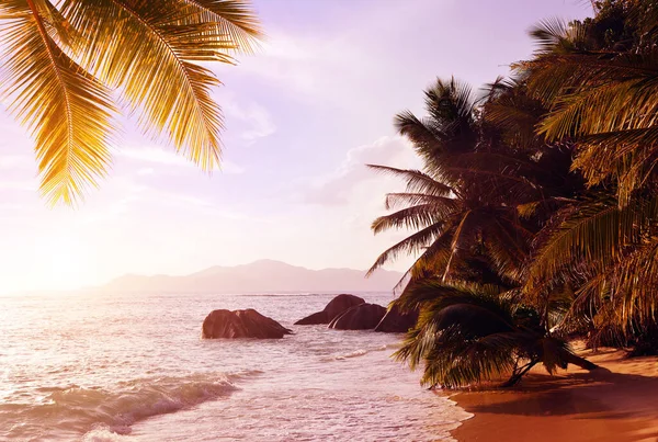 Кокосові Пальми Тропічному Узбережжі Anse Source Argent Заході Сонця Острів — стокове фото