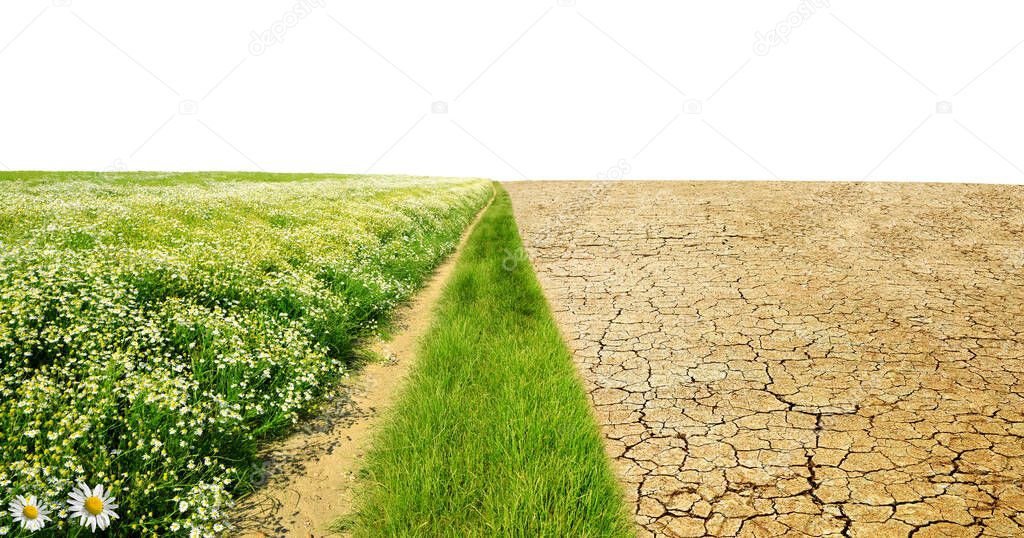 Dry country with cracked soil and meadow with flowers on white background. Concept of change climate or global warming.