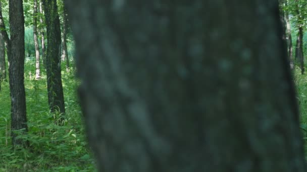 Німфи є ходьба через ліс — стокове відео