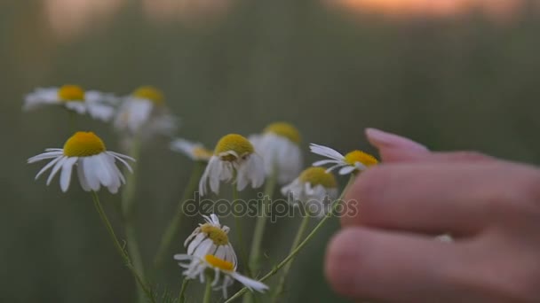 Womens Hand toca las flores de manzanilla en el campo — Vídeo de stock