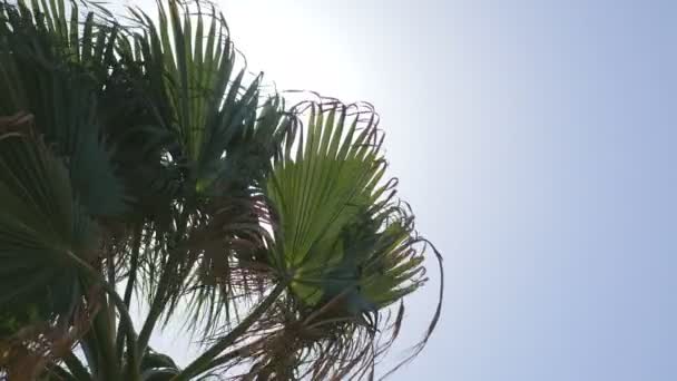 Palmier au soleil — Video