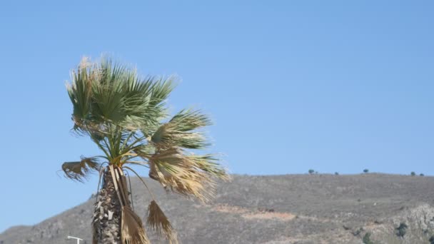 Palm träd på en solig dag Kreta en grekisk ö — Stockvideo