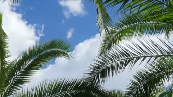 Palm Tree Sky Cloud Time Lapse — Stock Video