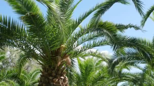 Palmiye ağacı gökyüzü bulut zaman atlamalı — Stok video
