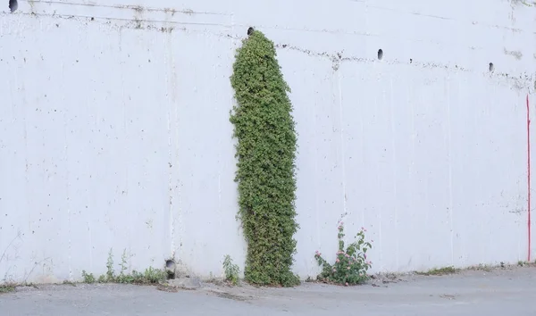 Parede de concreto e grama verde — Fotografia de Stock