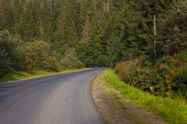 yaprak dökmeyen ağaçlar ormanda izlemek