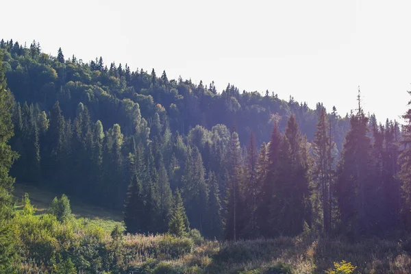 dağlar ve mavi gökyüzü bulutlu fon karşı yaprak dökmeyen ağaçlar