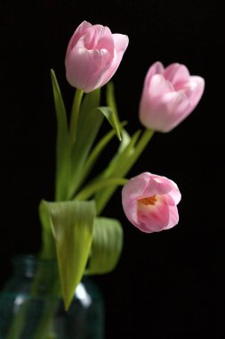 siyah zemin bir vazoda Pembe Laleler