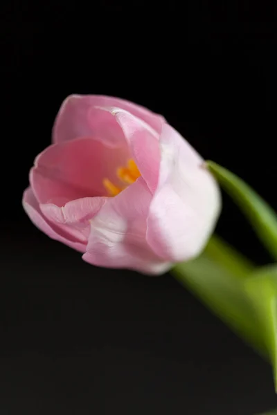 Tulipas cor-de-rosa em um fundo escuro — Fotografia de Stock