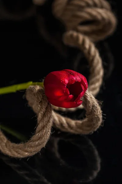 Tulipa vermelha envolto em corda grossa em um fundo preto brilhante Imagem De Stock