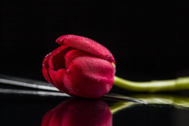 kırmızı lale ve bıçak siyah parlak zemin