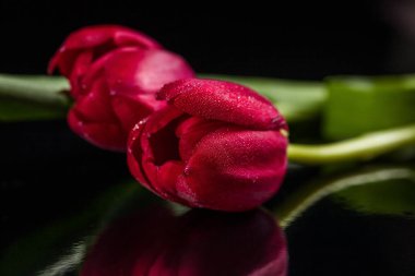 parlak siyah bir arka plan üzerinde kırmızı lale