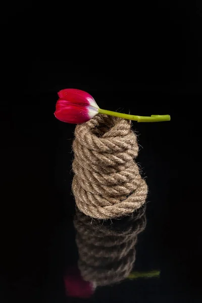 Red tulip wrapped in thick rope on a black glossy background — Stock Photo, Image