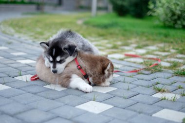iki yavrusu Husky. Sokakta uyuyan köpekler çöp