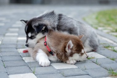 iki yavrusu Husky. Sokakta uyuyan köpekler çöp