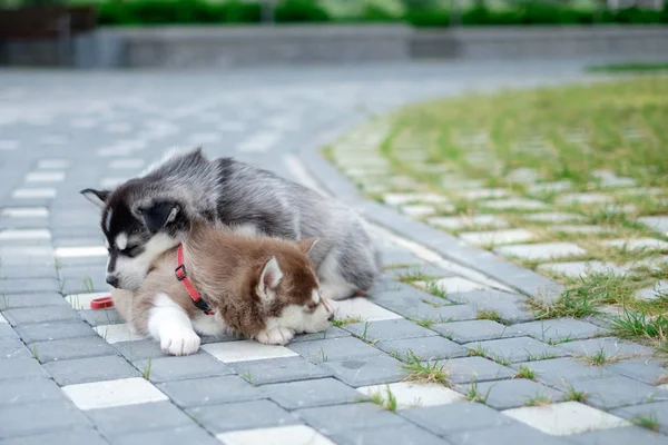 2 つの子犬ハスキー。路上で寝ている犬をくず — ストック写真