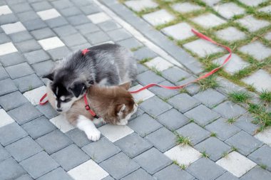 iki yavrusu Husky. Sokakta uyuyan köpekler çöp