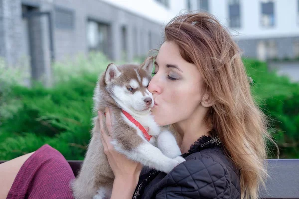 Poco bastante husky cachorro al aire libre en las manos de las mujeres —  Fotos de Stock