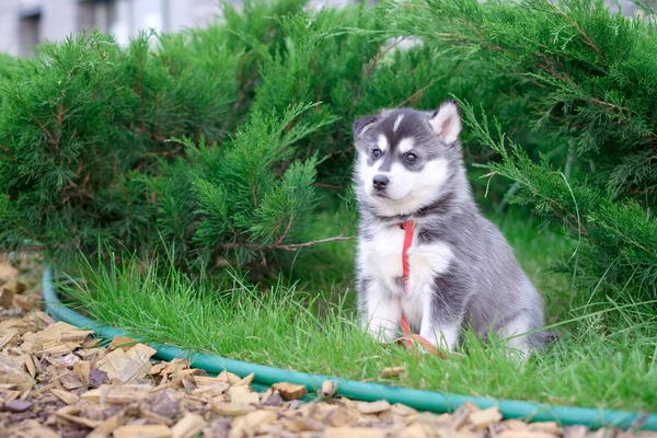 Mignon petit chiot husky sibérien dans l'herbe — Photo