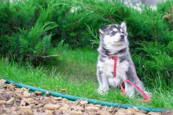Aranyos kis szibériai husky kiskutya a fűben — Stock Fotó