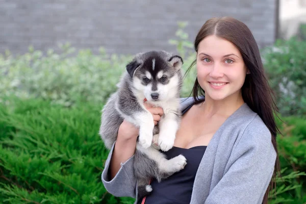Poco bastante husky cachorro al aire libre en las manos de las mujeres —  Fotos de Stock