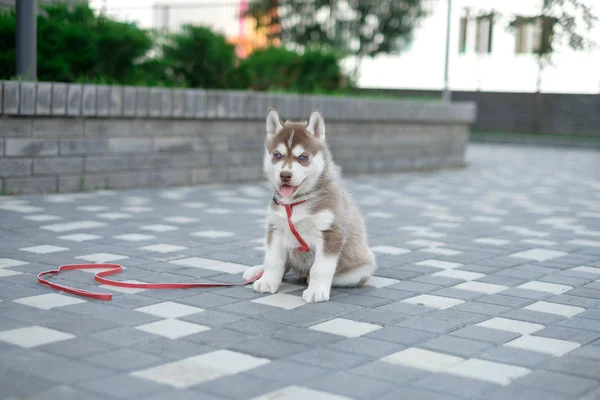 Pequeño perro husky cachorro en la calle — Foto de Stock