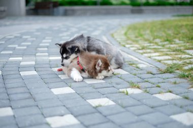 Bahçede yürüyüş bir Sibirya Husky yavrusu portresi. Sevimli köpek yavrusu Sibirya husky köpek açık havada