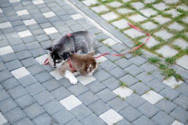 Bahçede yürüyüş bir Sibirya Husky yavrusu portresi. Sevimli köpek yavrusu Sibirya husky köpek açık havada kopya alanı