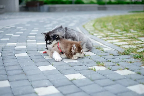 Bahçede yürüyüş bir Sibirya Husky yavrusu portresi. Sevimli köpek yavrusu Sibirya husky köpek açık havada