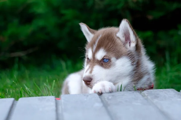 Portrait of a Siberian Husky puppy walking in the yard. Little cute puppy of Siberian husky dog outdoors — Stock Photo, Image