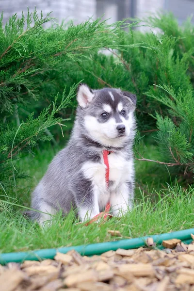 Retrato de un cachorro Husky siberiano caminando por el patio. Pequeño cachorro lindo de perro husky siberiano al aire libre — Foto de Stock