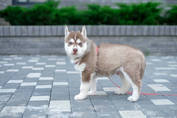Puppy dog husky is waiting on the street, with copy space for text, lonely love concept. — Stock Photo, Image