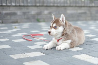 Sevimli küçük Sibirya husky köpek açık