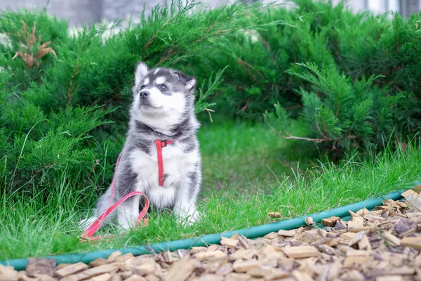 Lindo poco siberiano husky cachorro al aire libre — Foto de Stock