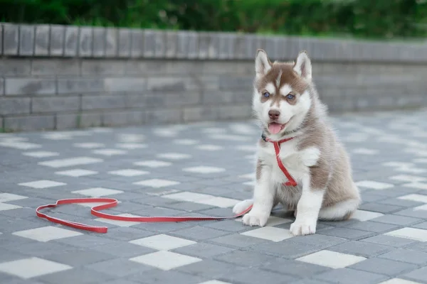 Lindo poco siberiano husky cachorro al aire libre —  Fotos de Stock