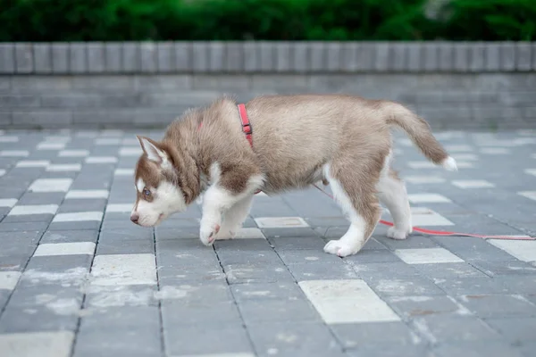 Lindo poco siberiano husky cachorro al aire libre —  Fotos de Stock