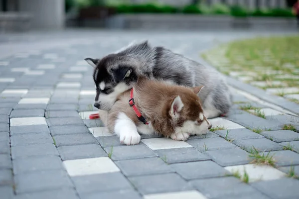 Valp hund går på gatan — Stockfoto