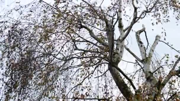 Vestigingen in de wind — Stockvideo