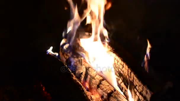 燃烧的原木在火中替换 — 图库视频影像