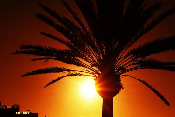 Palm at sunset — Stock Photo, Image