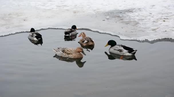 Patos nadadores en el estanque — Vídeos de Stock