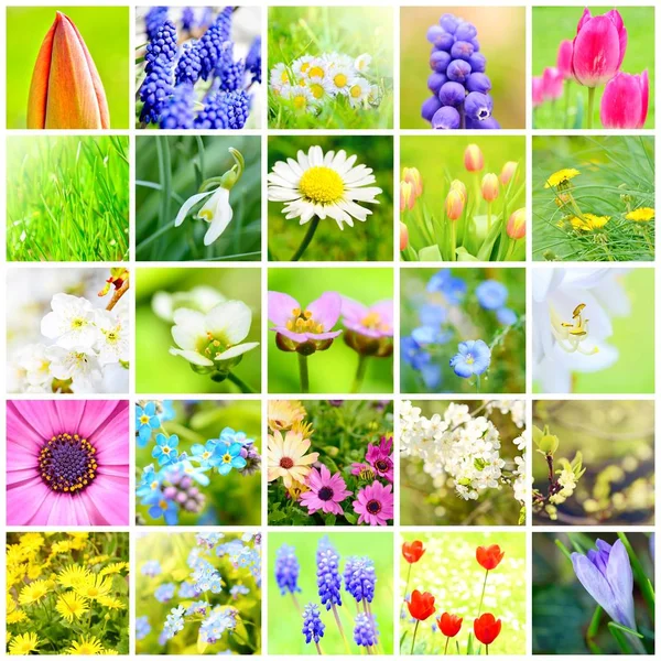 Jarní květinová koláž — Stock fotografie
